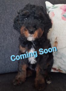 Labradoodle Puppy BC