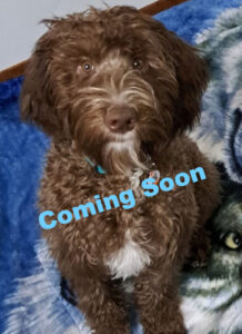 Labradoodle Puppy BC