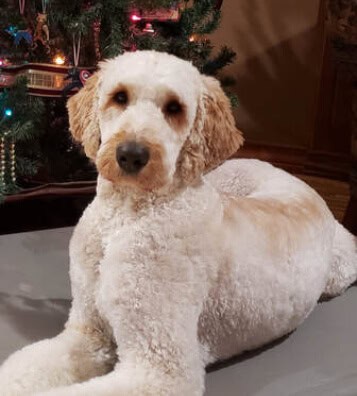 Cream Labradoodle for sale BC