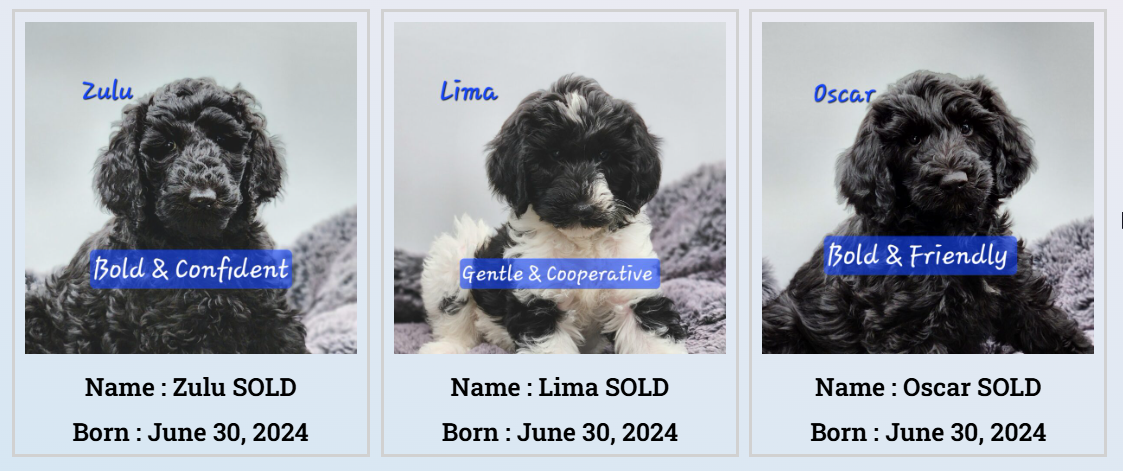 Available Labradoodle Puppies in BC