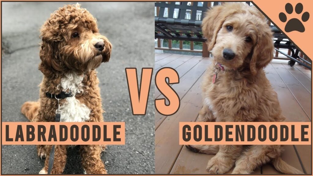 labradoodle vs goldendoodle