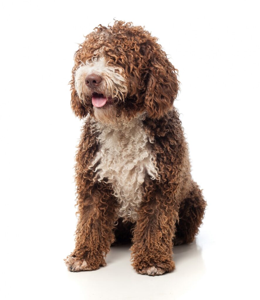 chocolate labradoodle